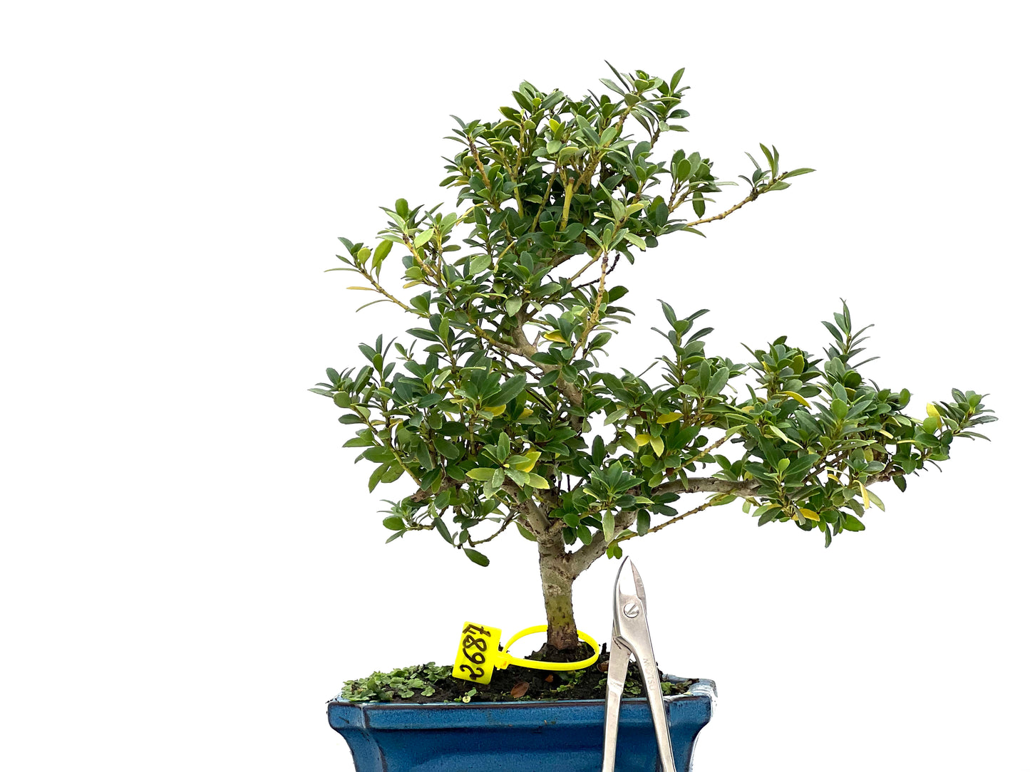 Ilex Crenata 2687