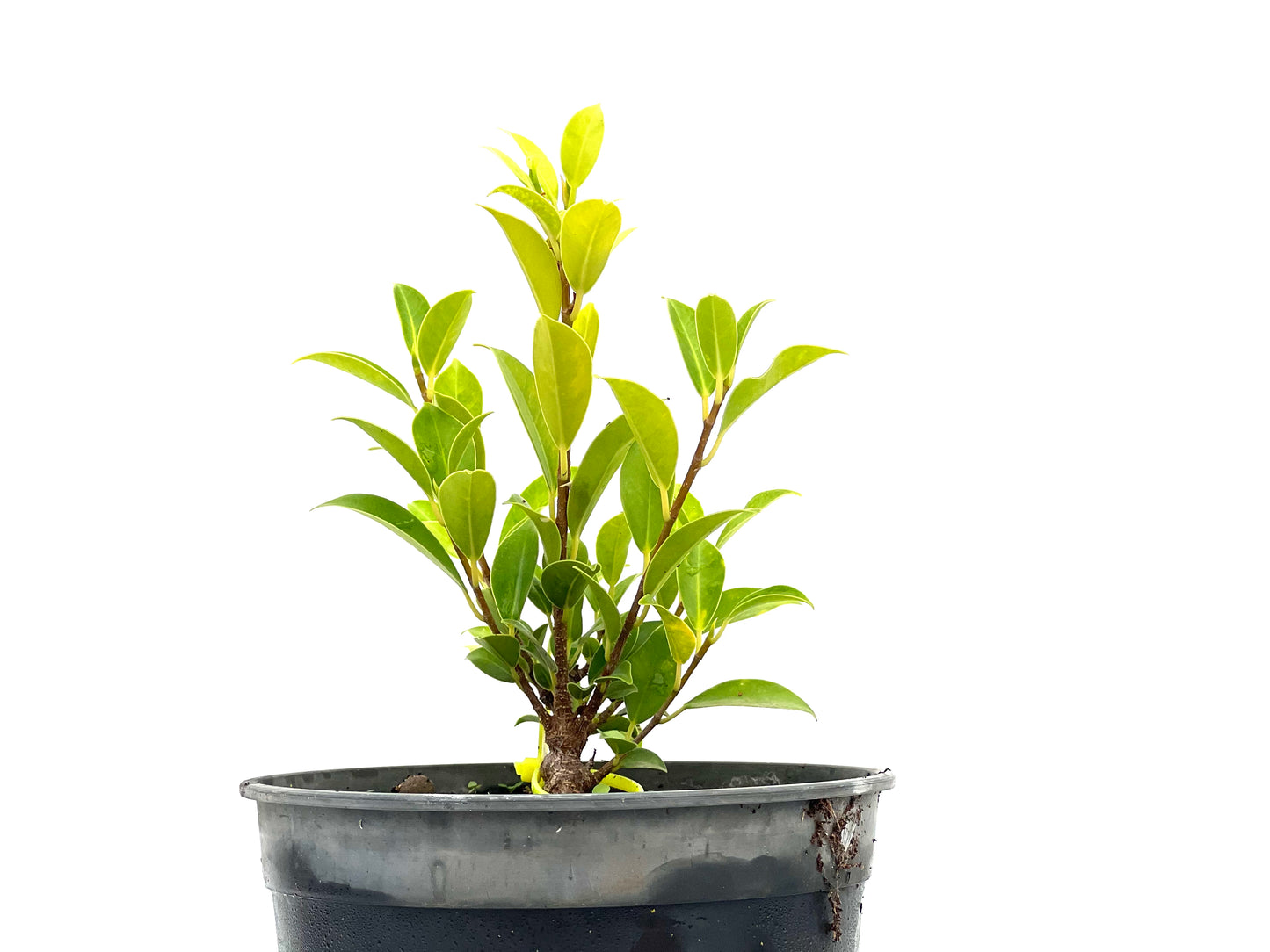 Ficus Tiger Bark 2720