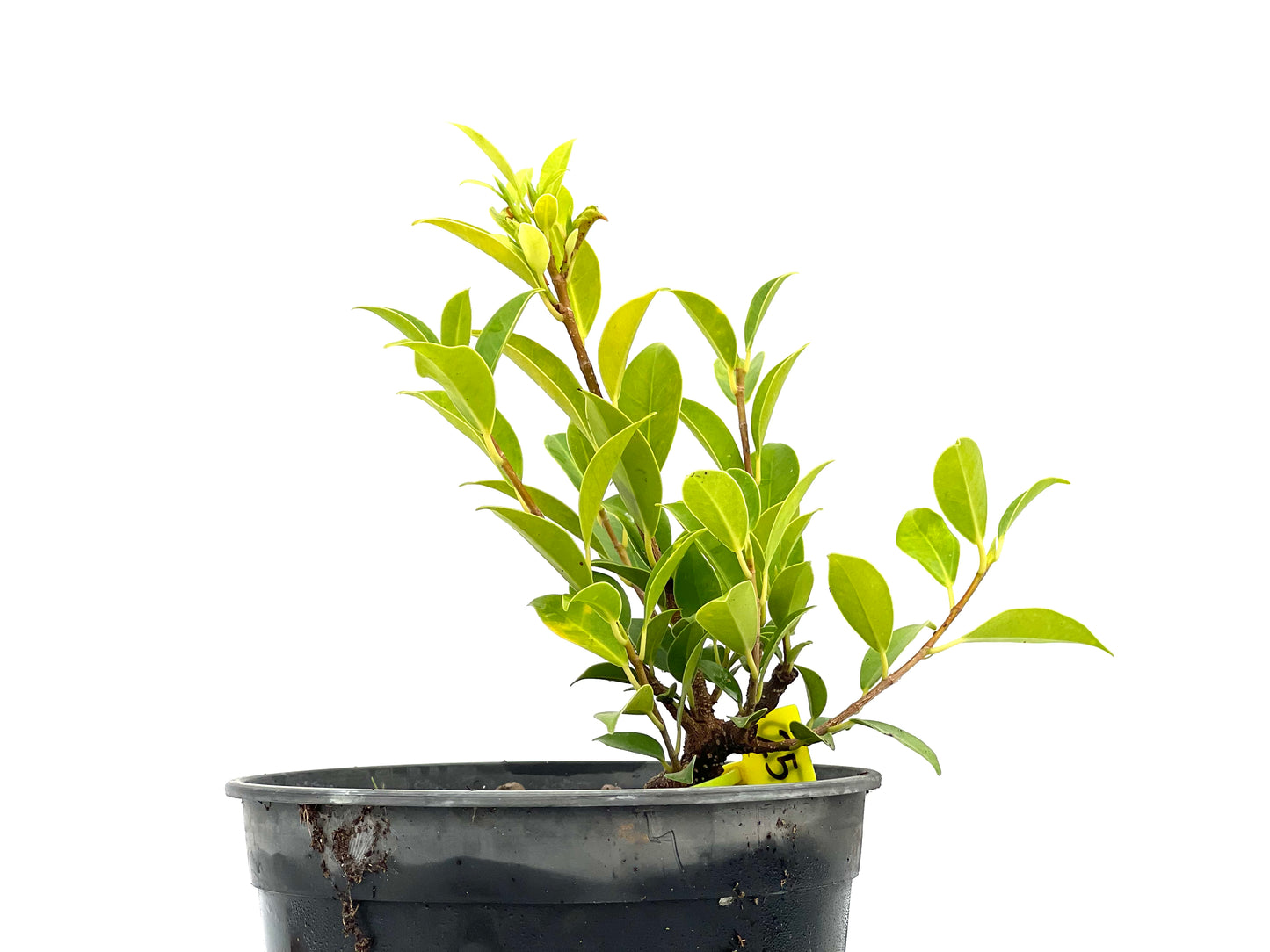 Ficus Tiger Bark 2720
