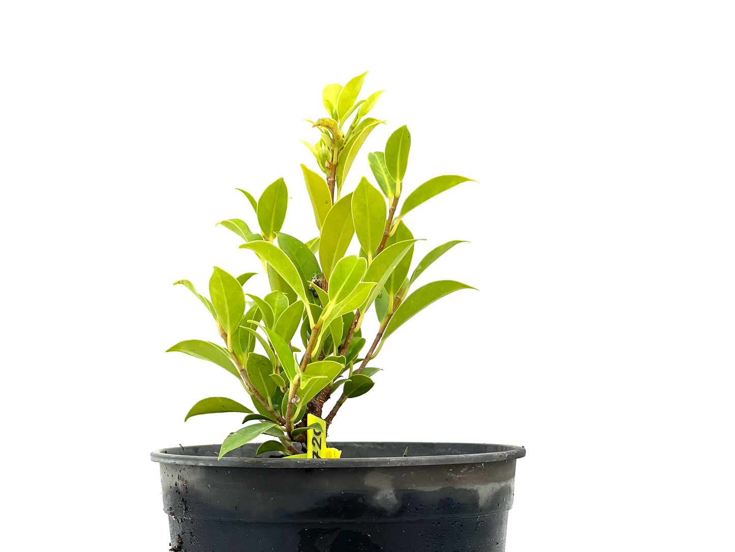 Ficus Tiger Bark 2720