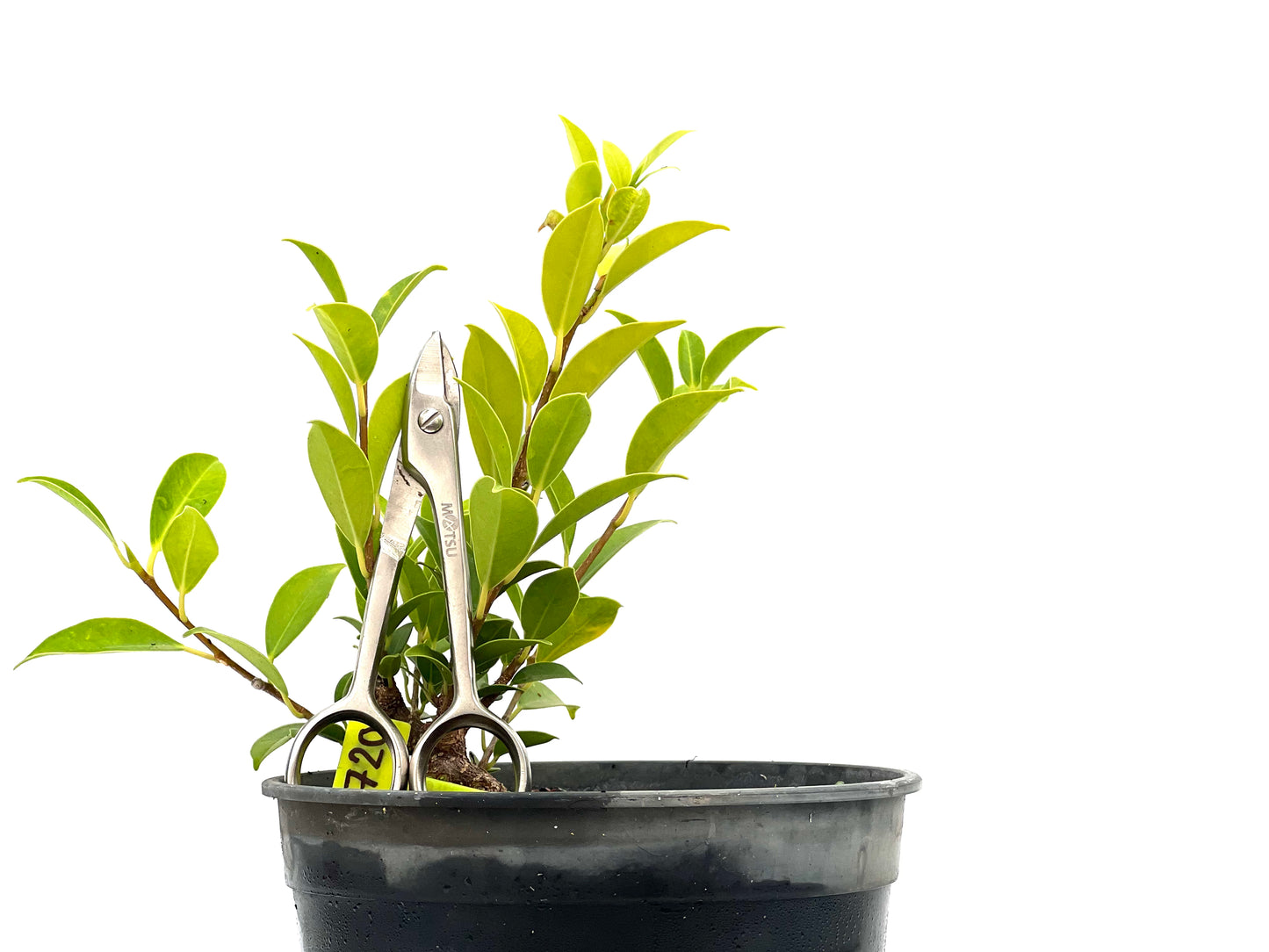 Ficus Tiger Bark 2720