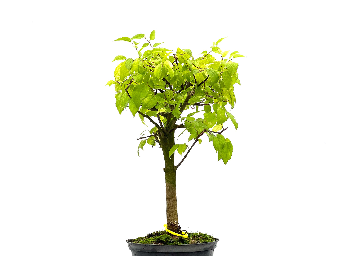 Celtis Australis 2686
