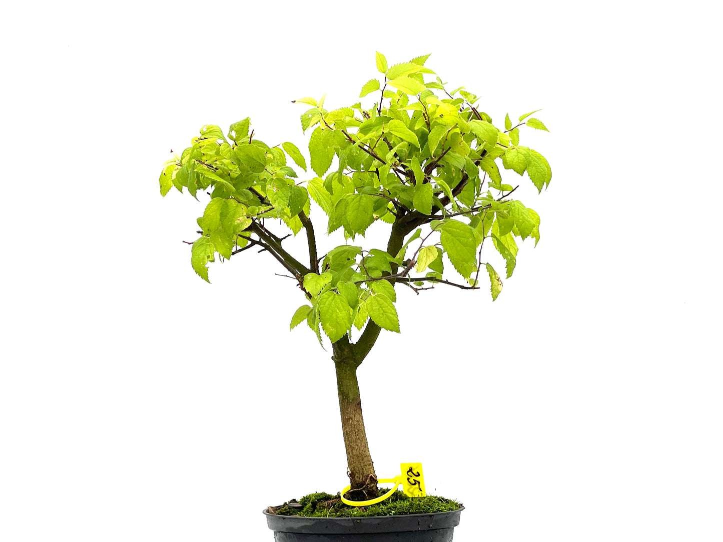 Celtis Australis 2686