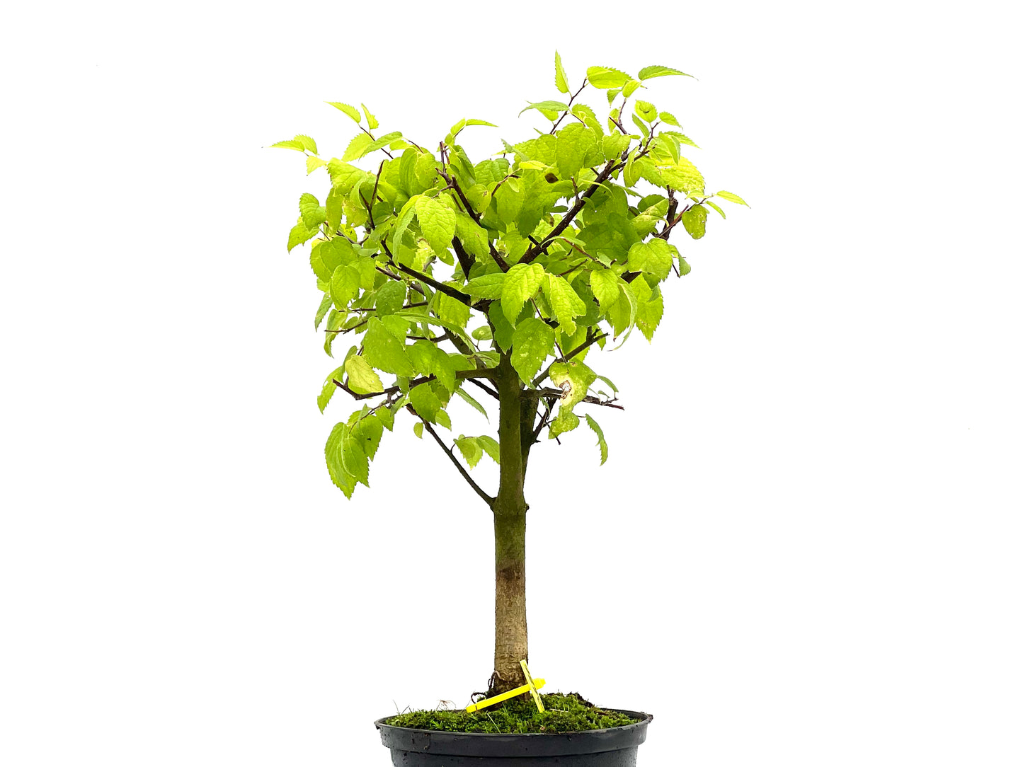 Celtis Australis 2686