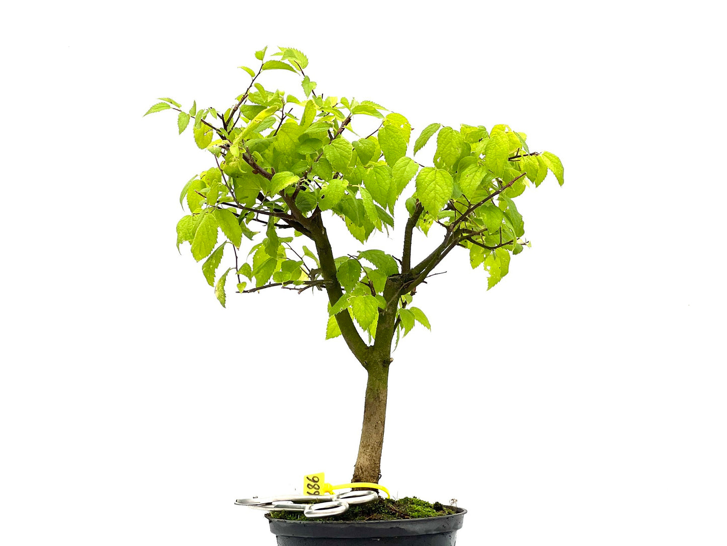 Celtis Australis 2686