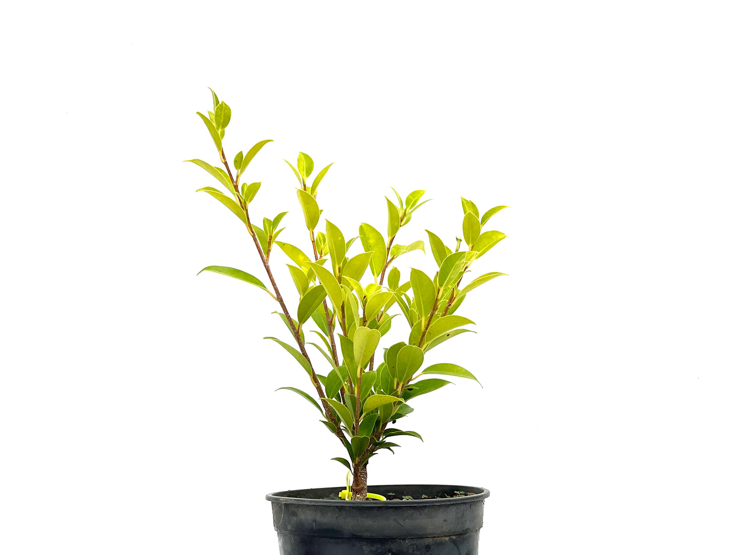 Ficus Tiger Bark 2722