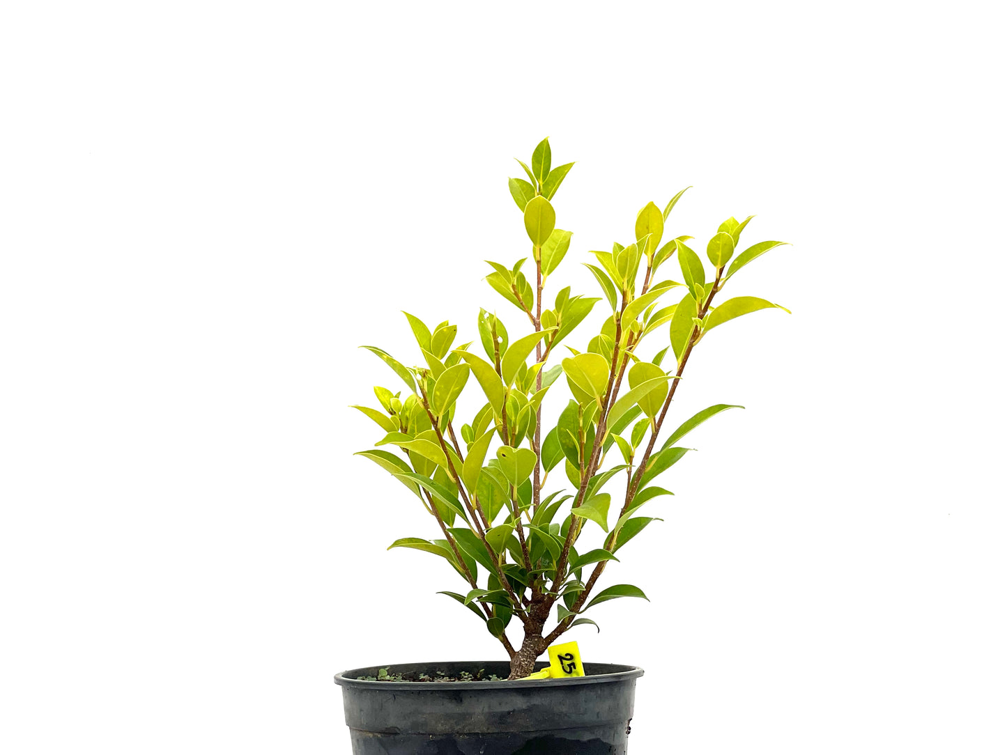 Ficus Tiger Bark 2722