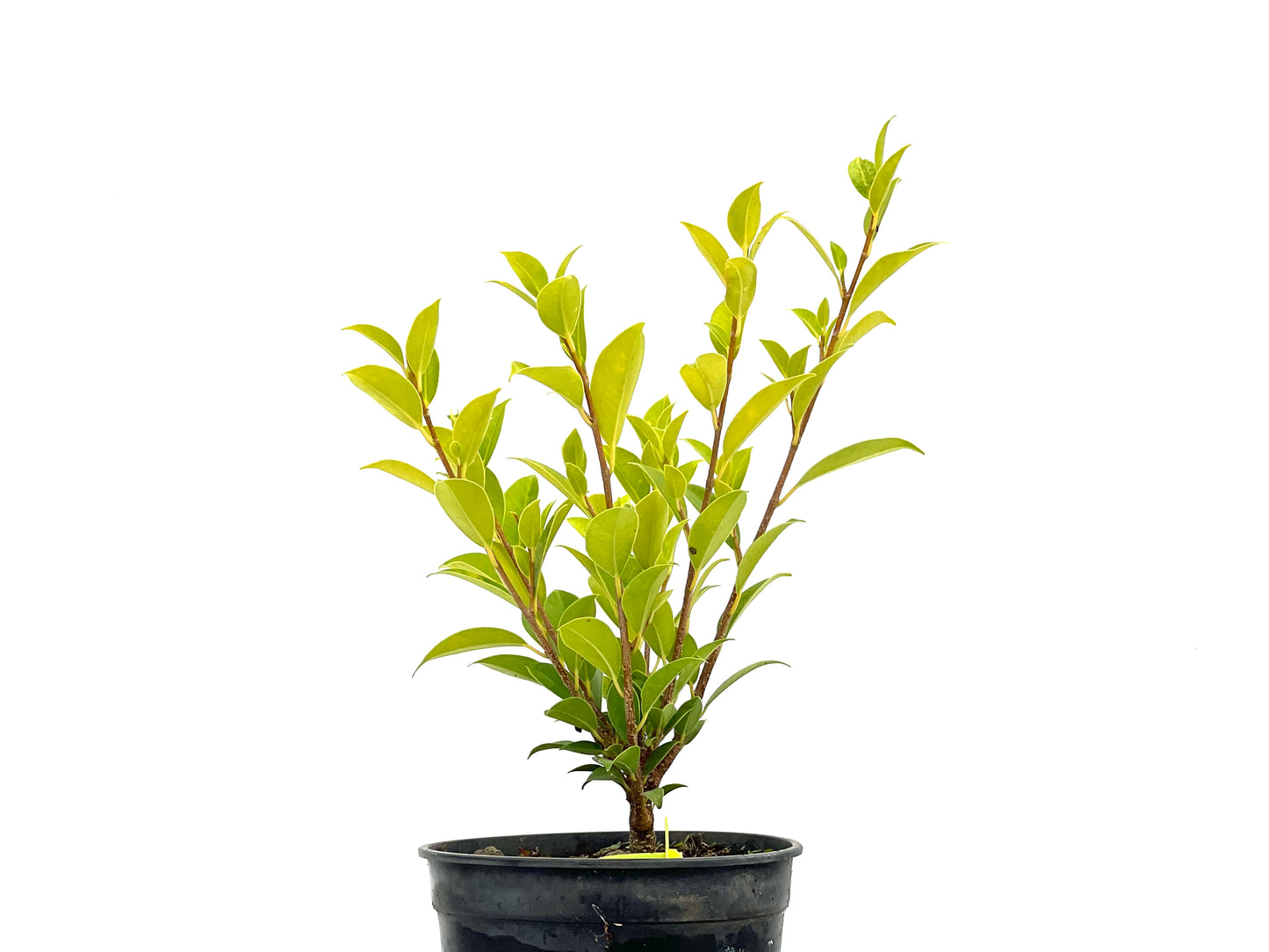 Ficus Tiger Bark 2722