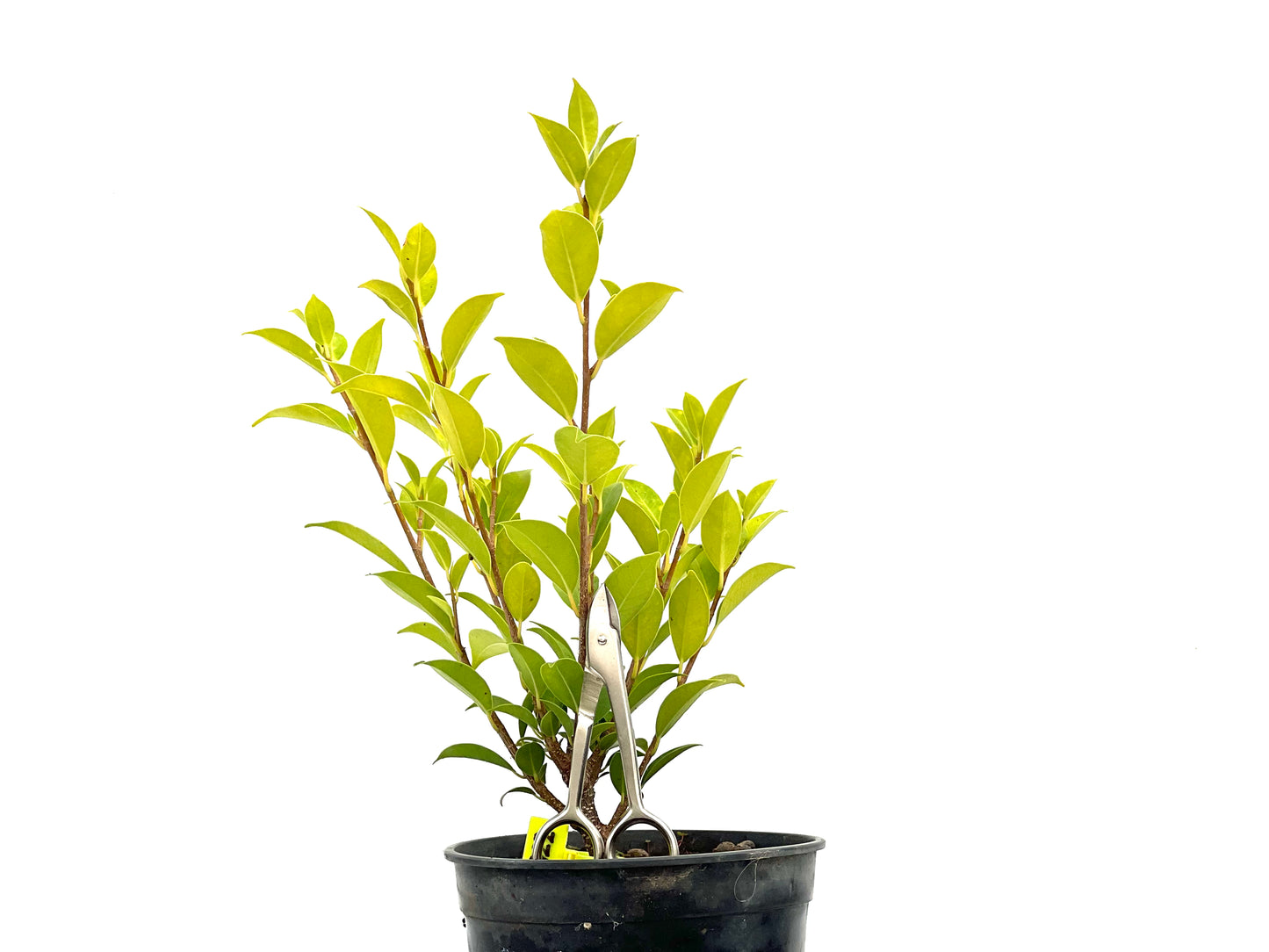 Ficus Tiger Bark 2722