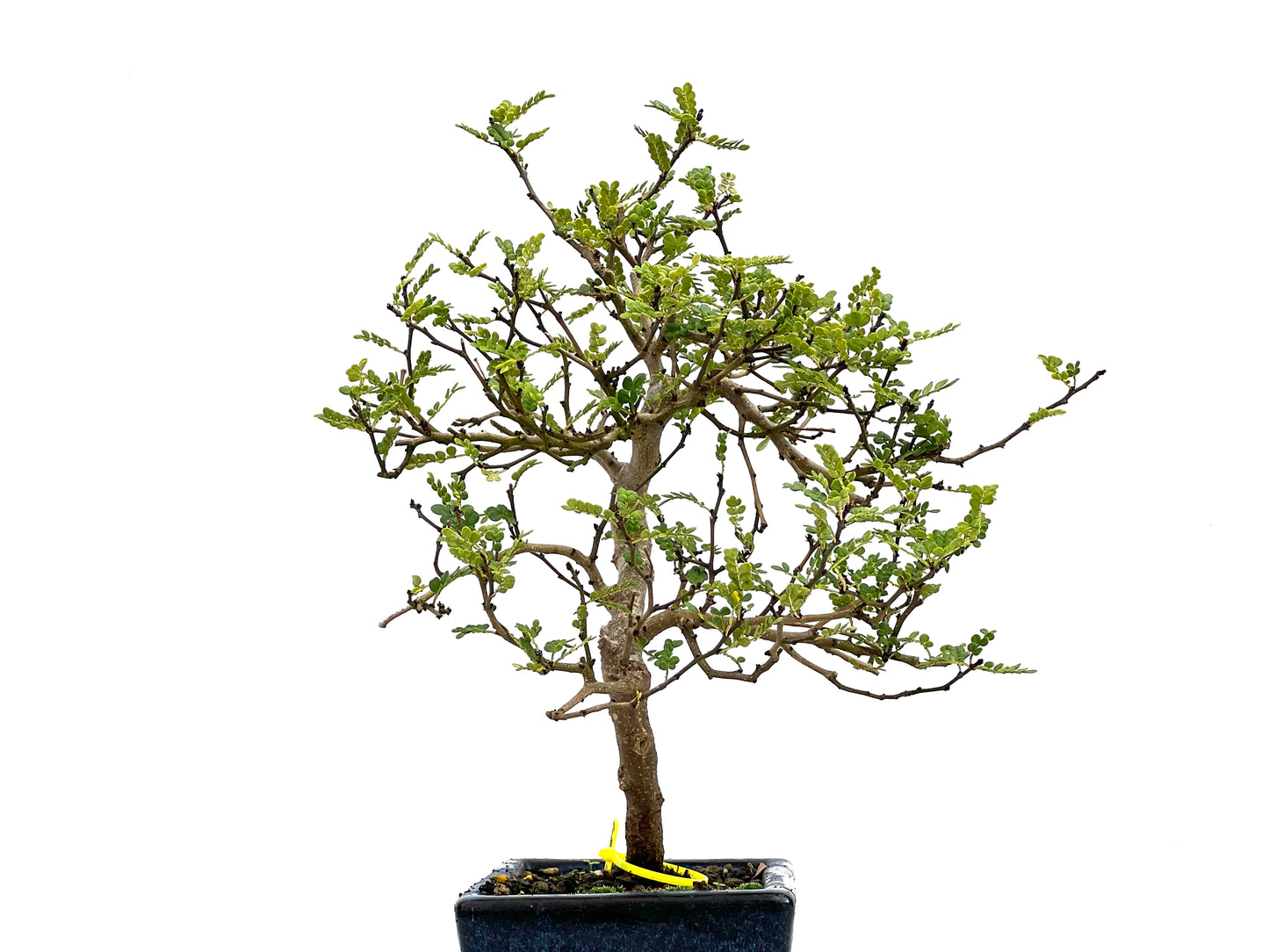 Zanthoxylum Piperitum 2684
