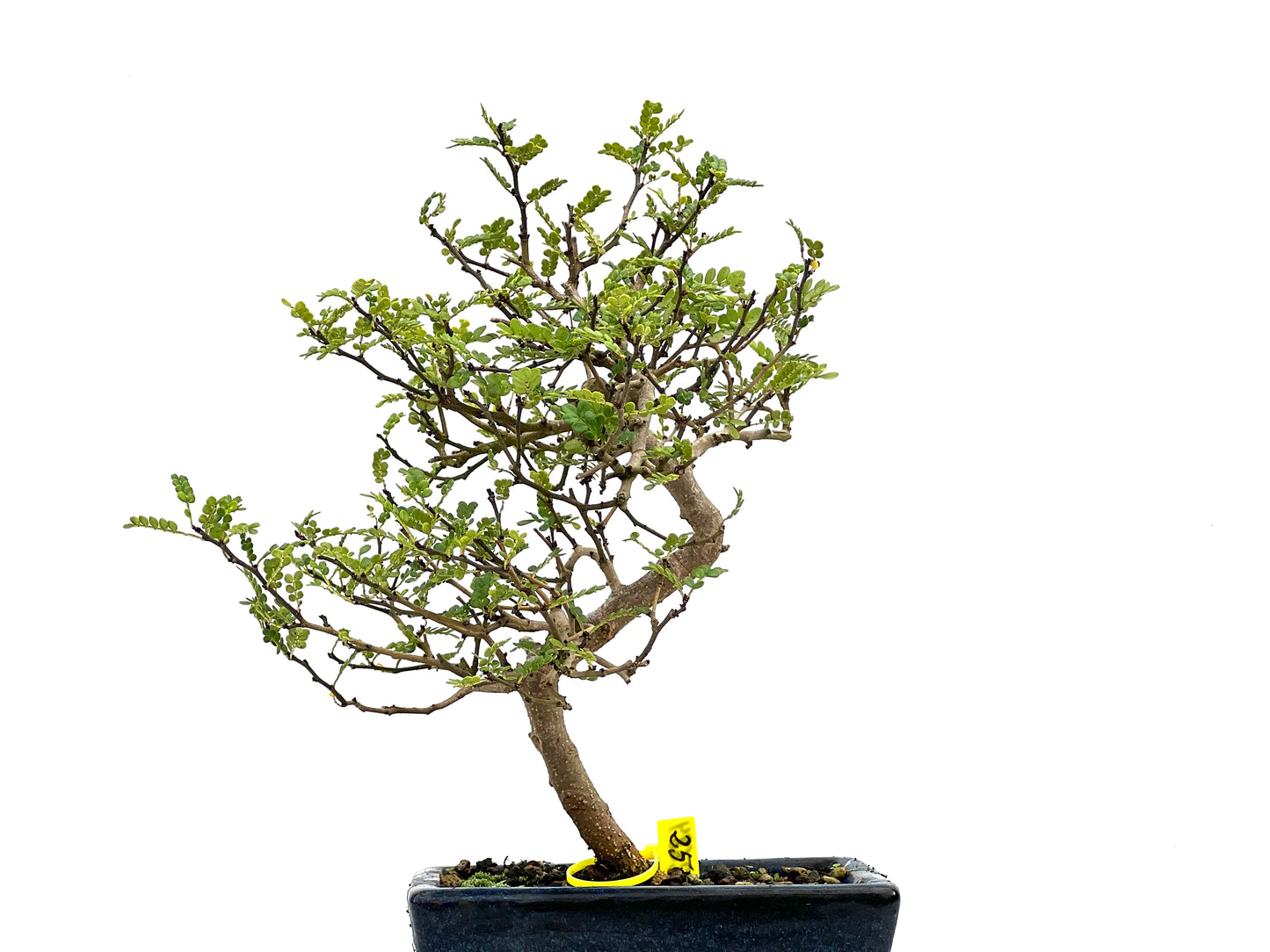 Zanthoxylum Piperitum 2684