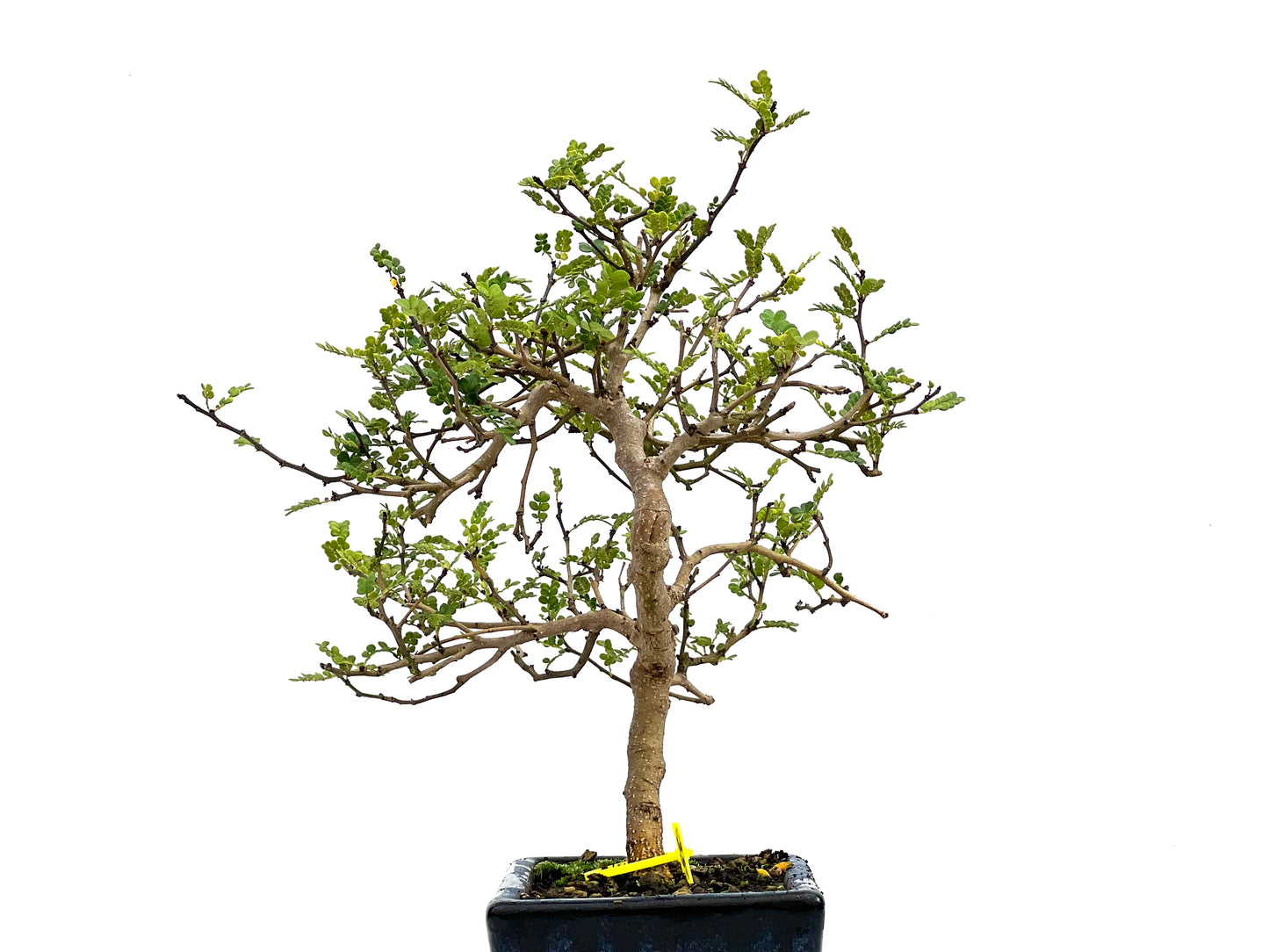 Zanthoxylum Piperitum 2684