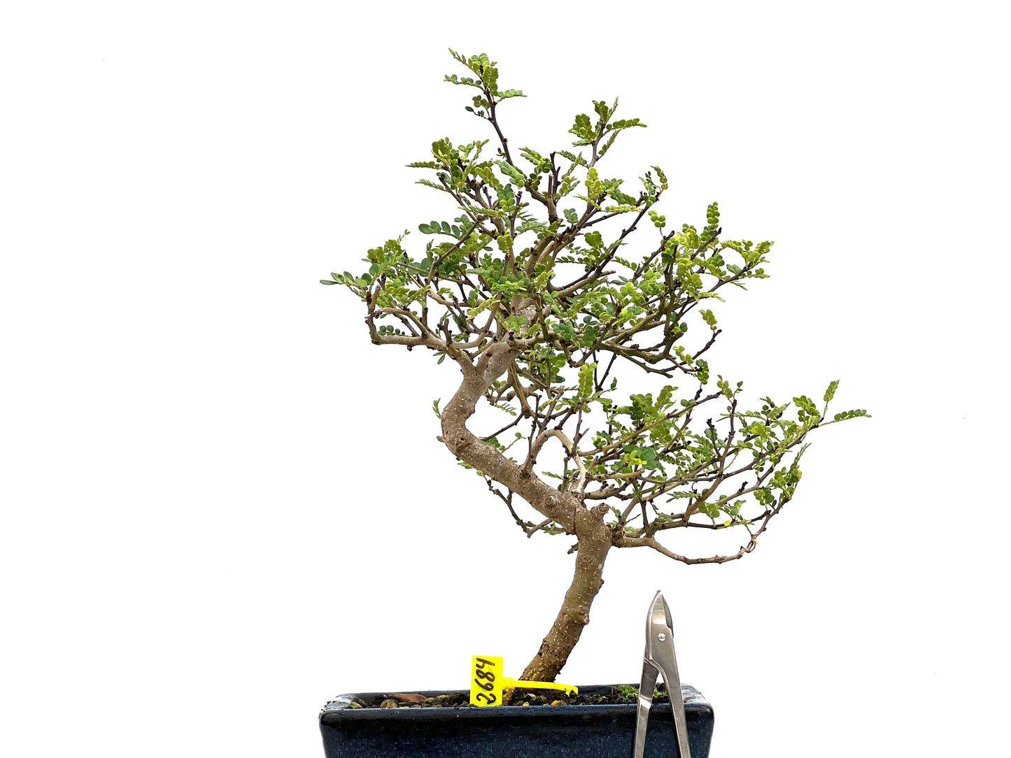 Zanthoxylum Piperitum 2684