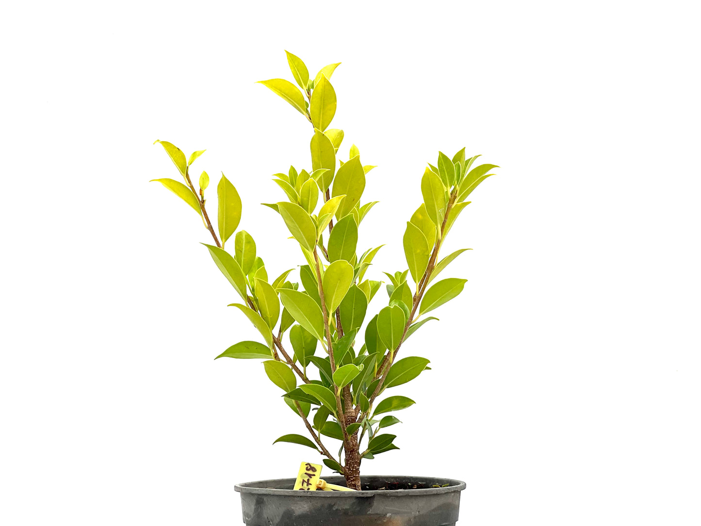 Ficus Tiger Bark 2718