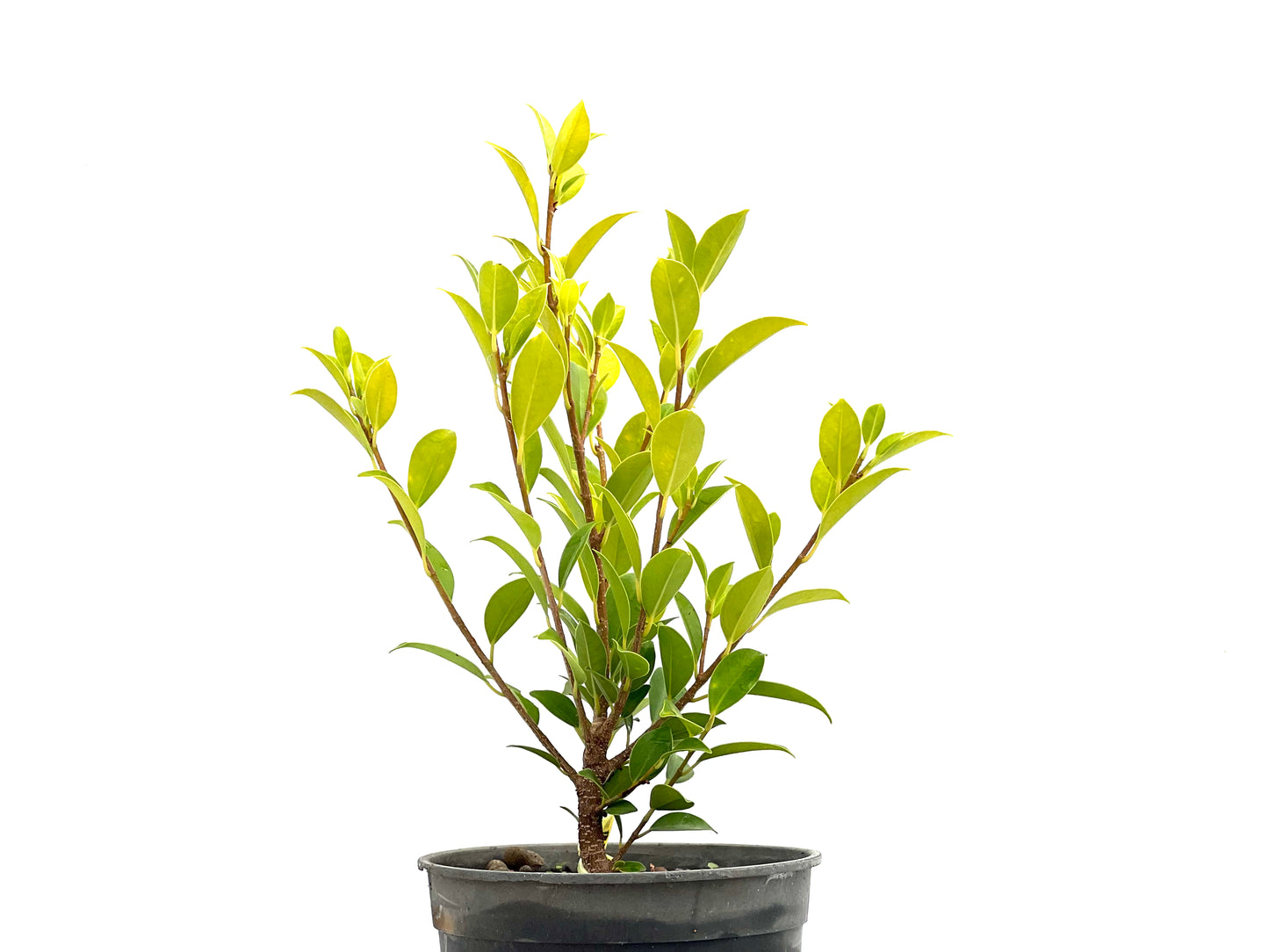 Ficus Tiger Bark 2718