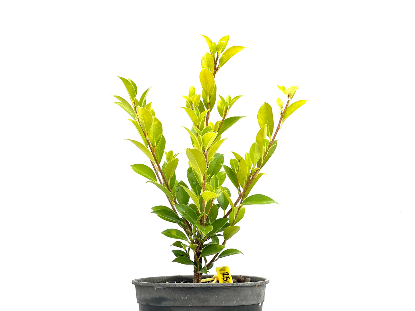 Ficus Tiger Bark 2718