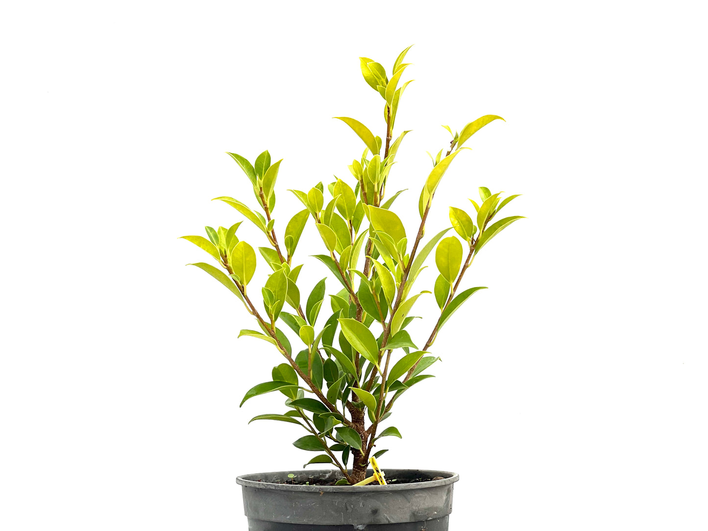 Ficus Tiger Bark 2718