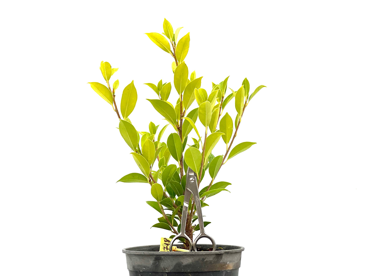 Ficus Tiger Bark 2718