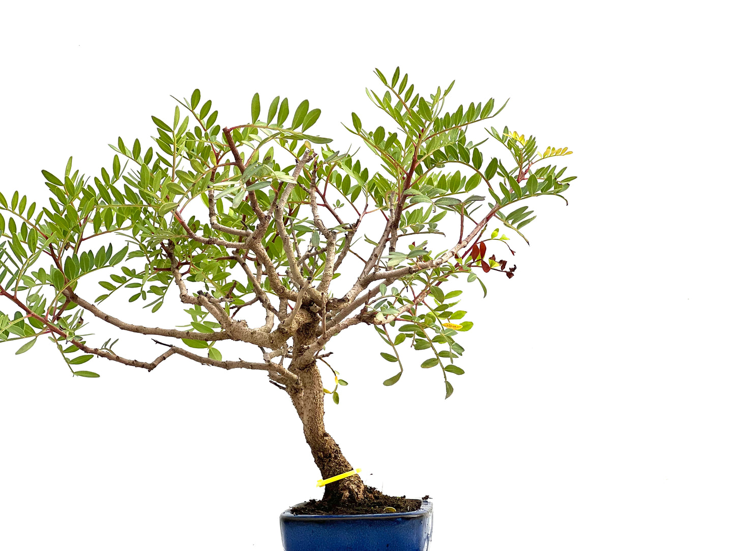 Pistacia Lentiscus 2690
