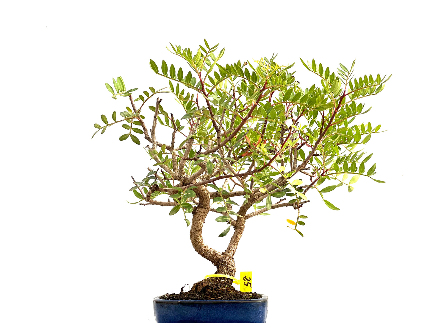 Pistacia Lentiscus 2690