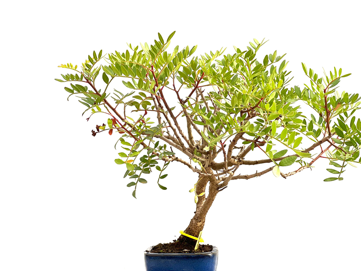 Pistacia Lentiscus 2690