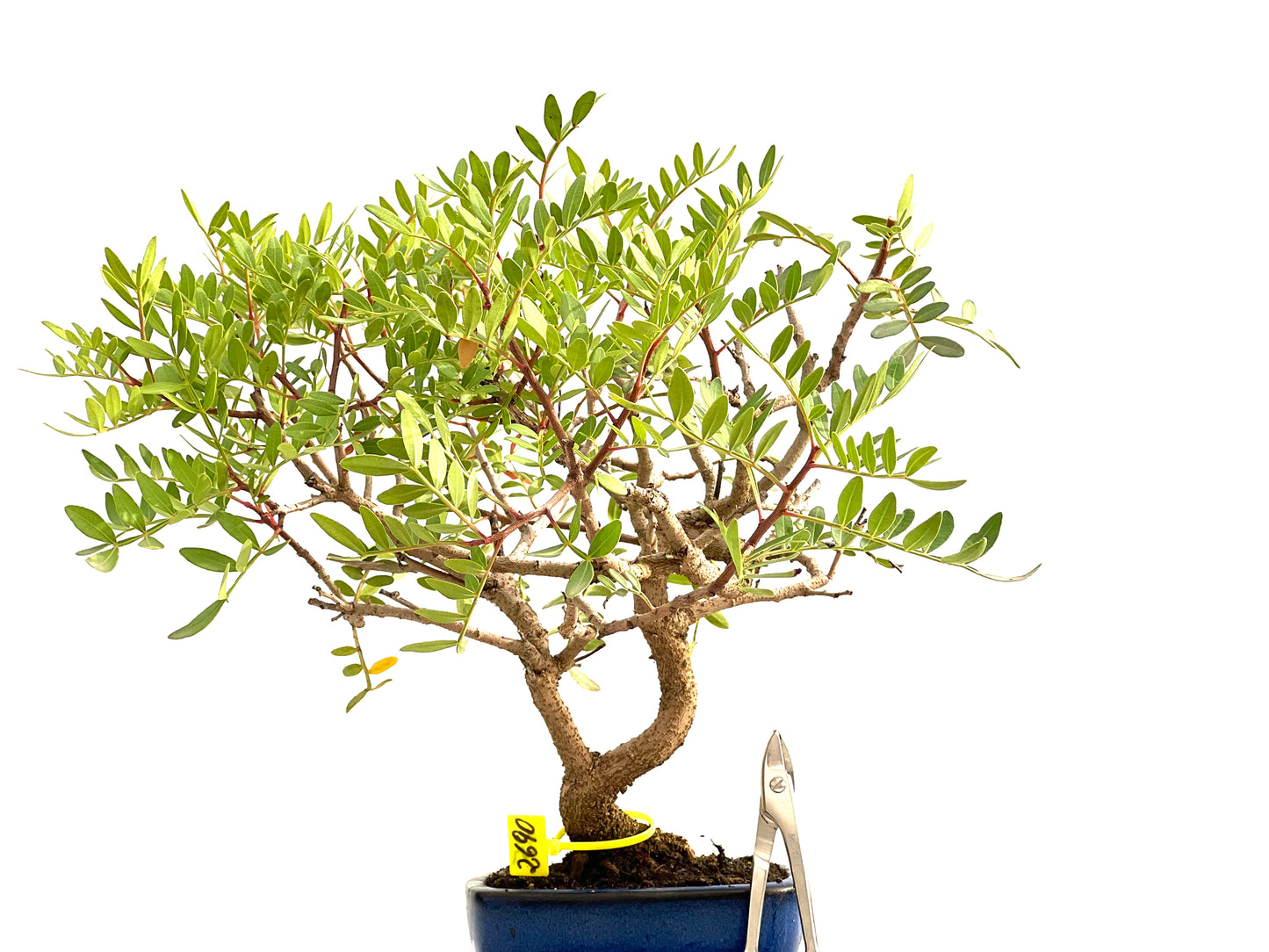 Pistacia Lentiscus 2690
