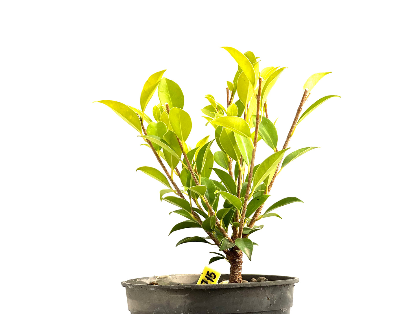 Ficus Tiger Bark 2715
