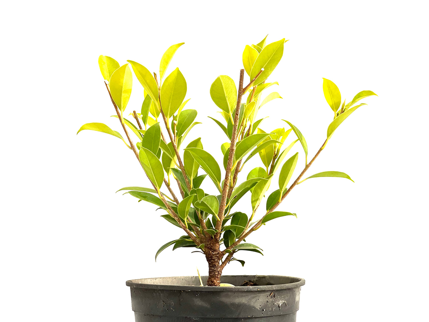 Ficus Tiger Bark 2715