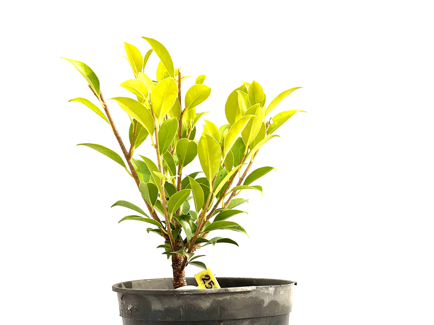 Ficus Tiger Bark 2715