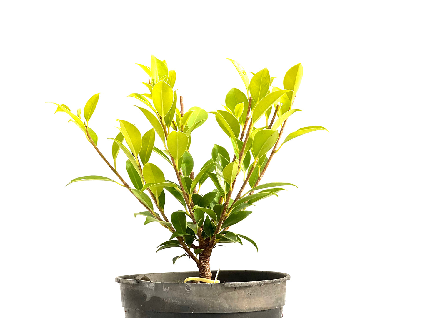 Ficus Tiger Bark 2715