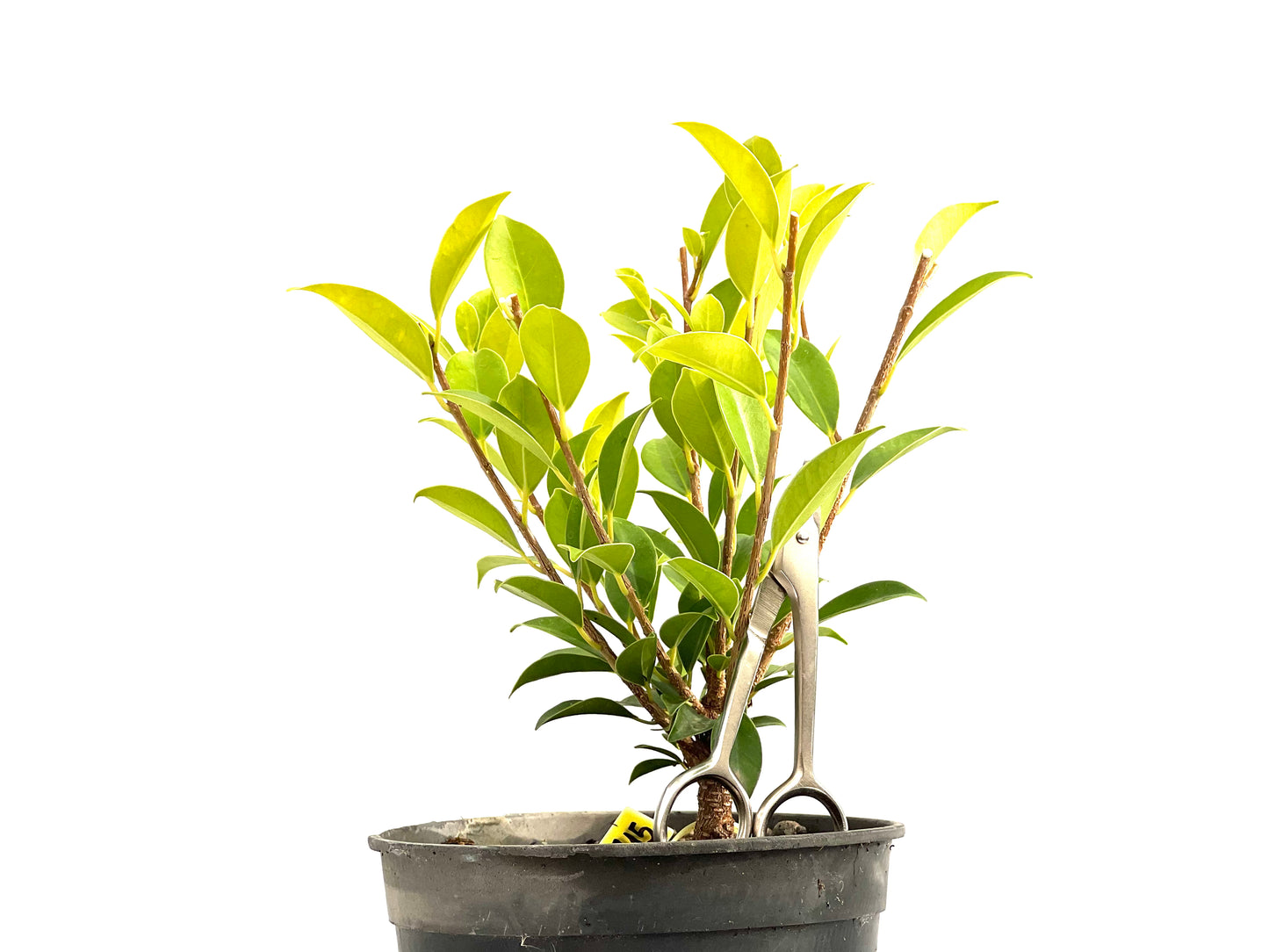 Ficus Tiger Bark 2715