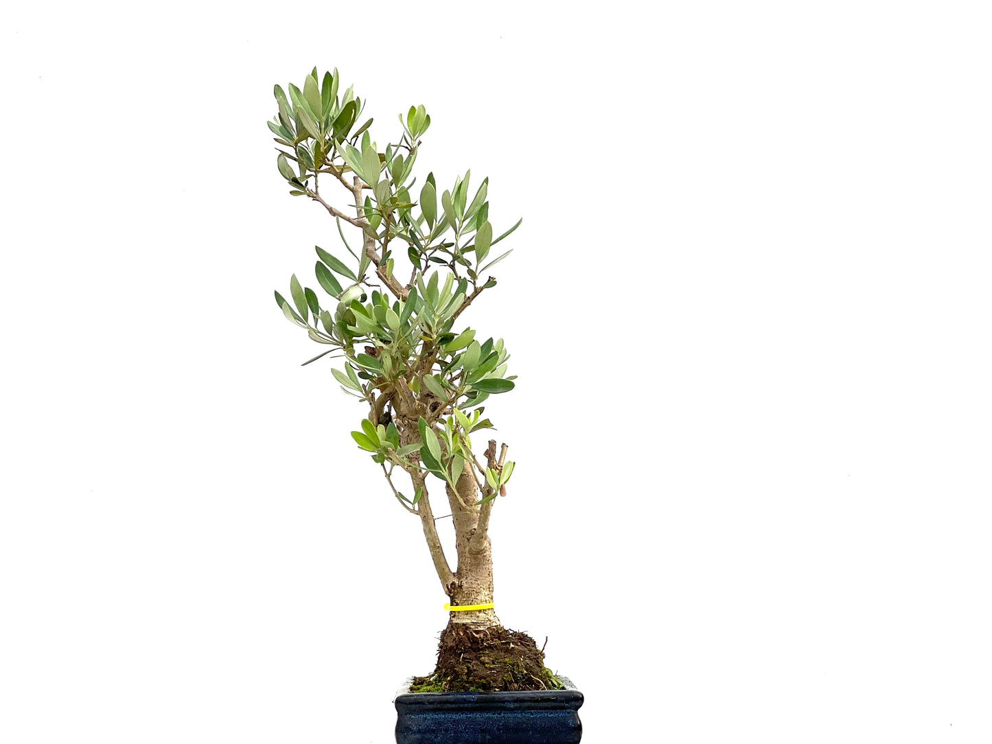 Olea Europaea 2685