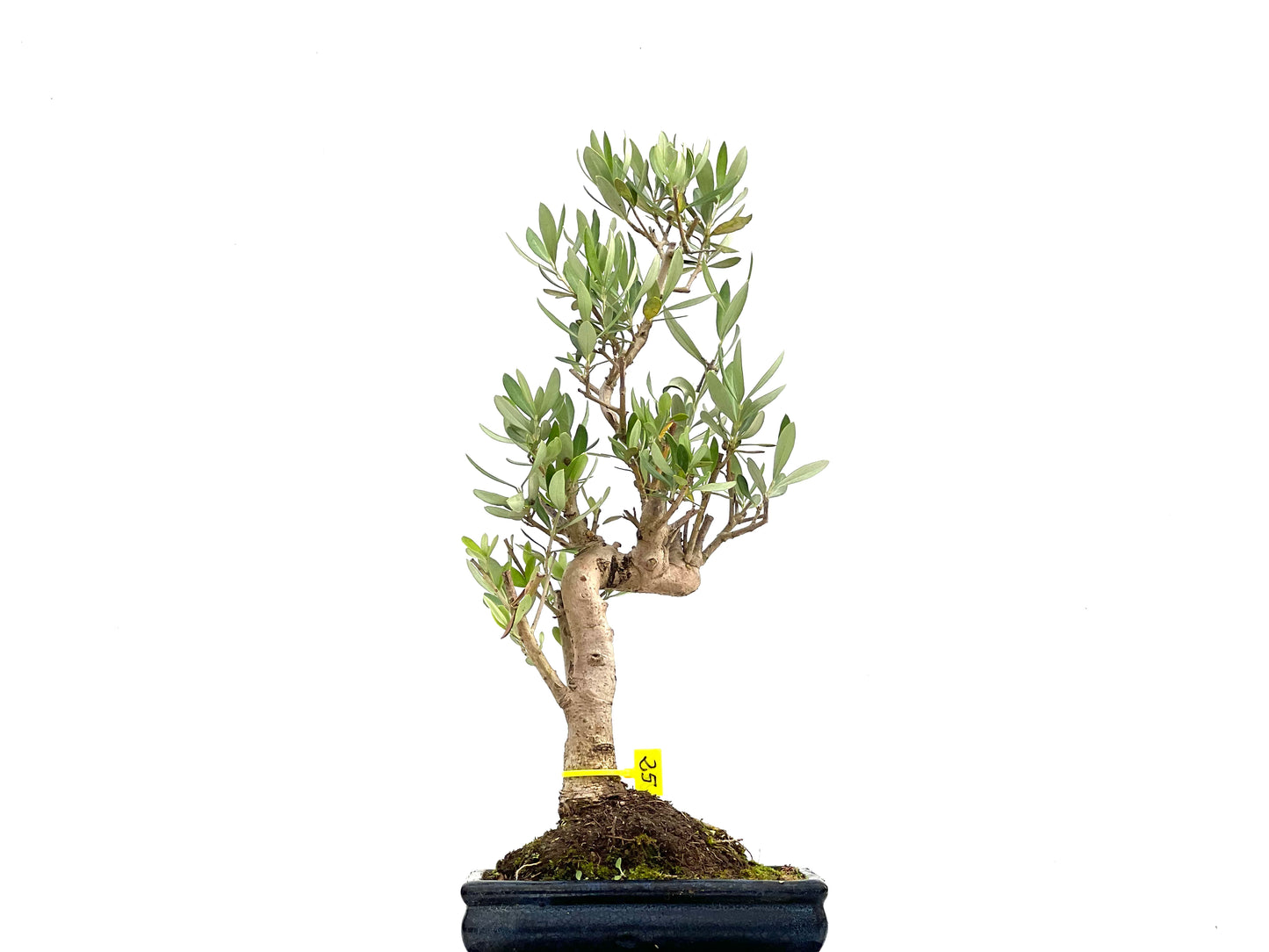 Olea Europaea 2685