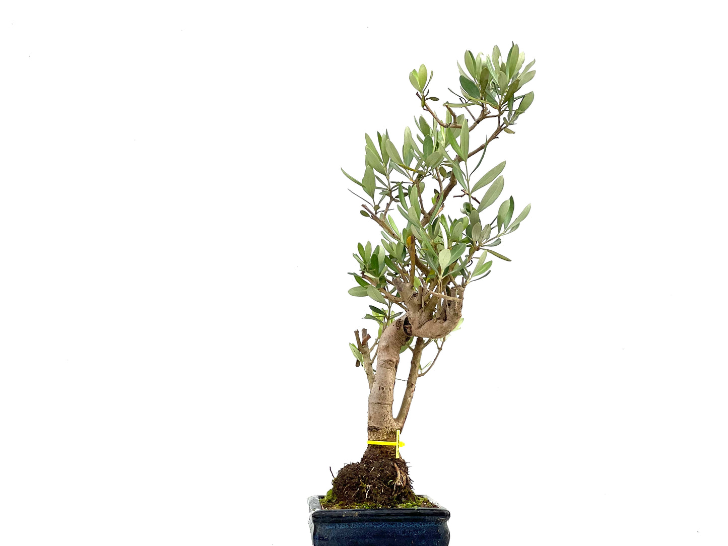 Olea Europaea 2685