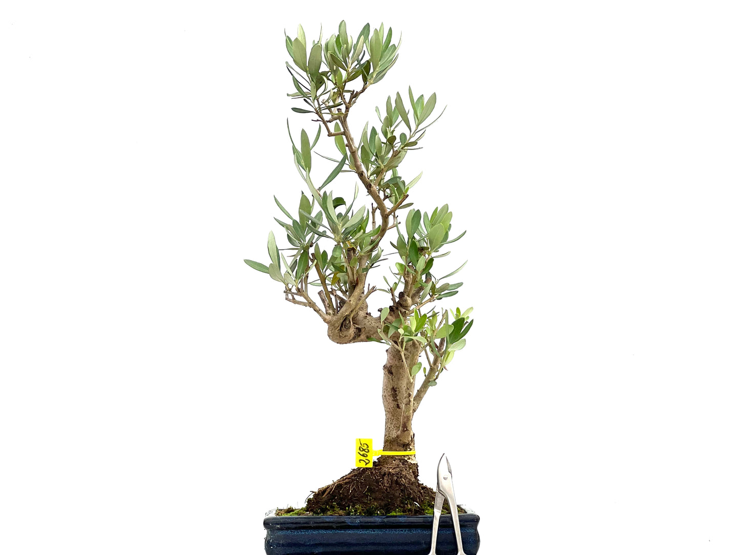 Olea Europaea 2685