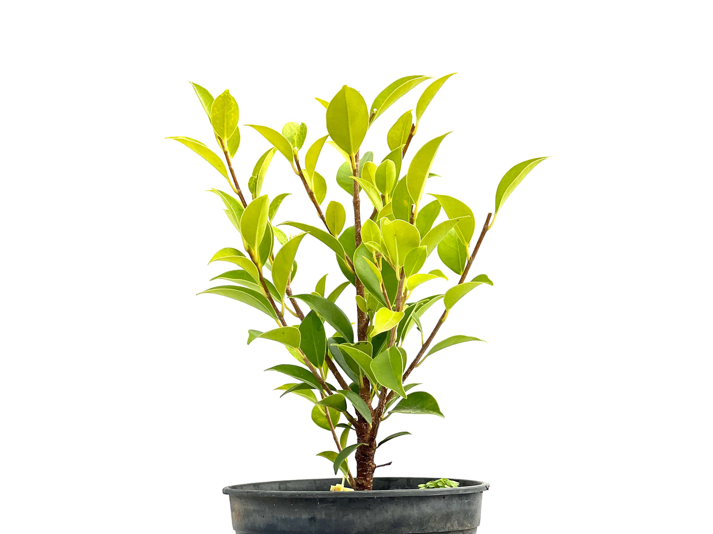 Ficus Tiger Bark 2709