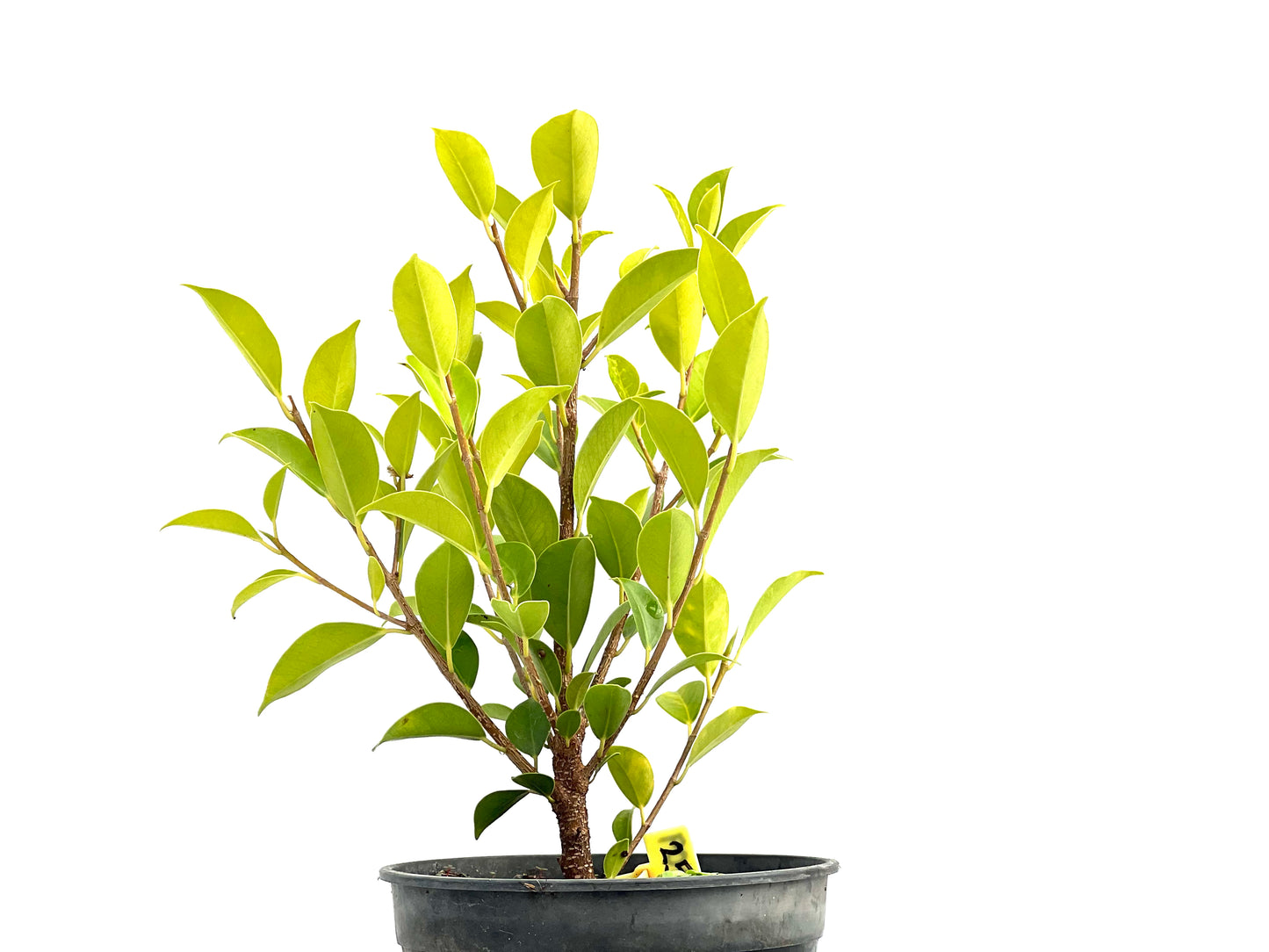 Ficus Tiger Bark 2709
