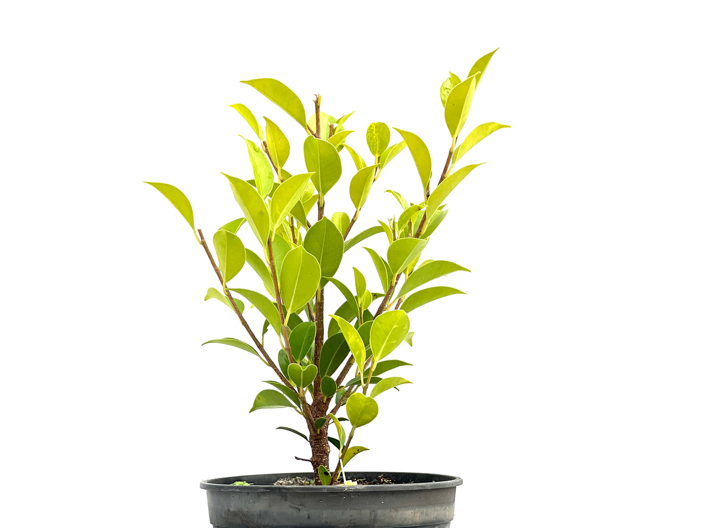 Ficus Tiger Bark 2709