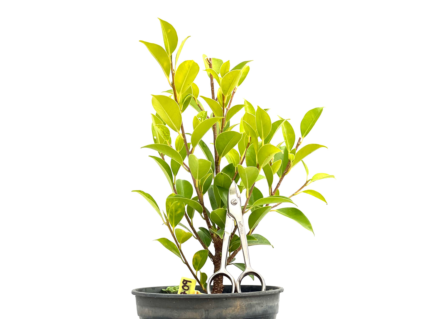 Ficus Tiger Bark 2709