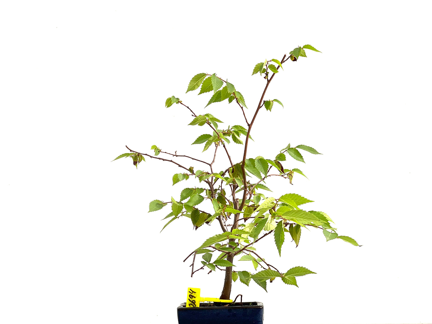 Zelkova Serrata 2694