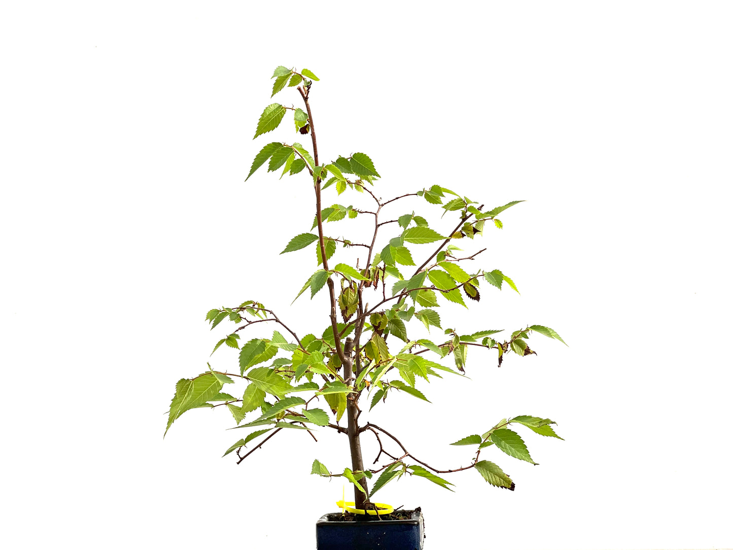 Zelkova Serrata 2694