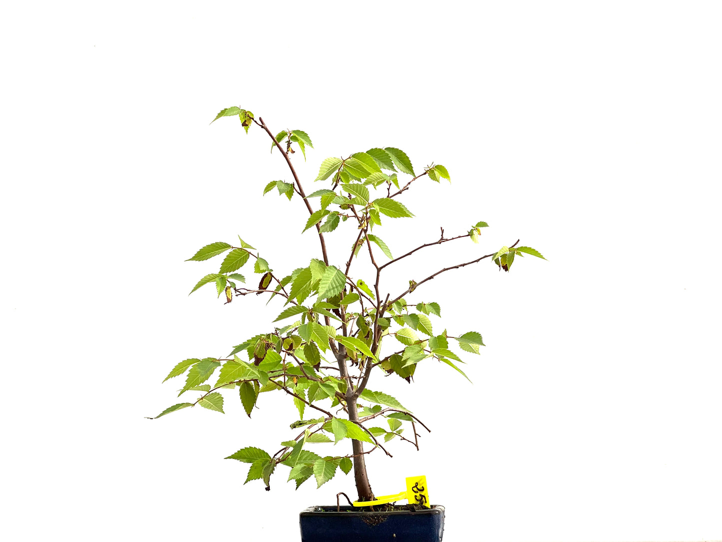 Zelkova Serrata 2694