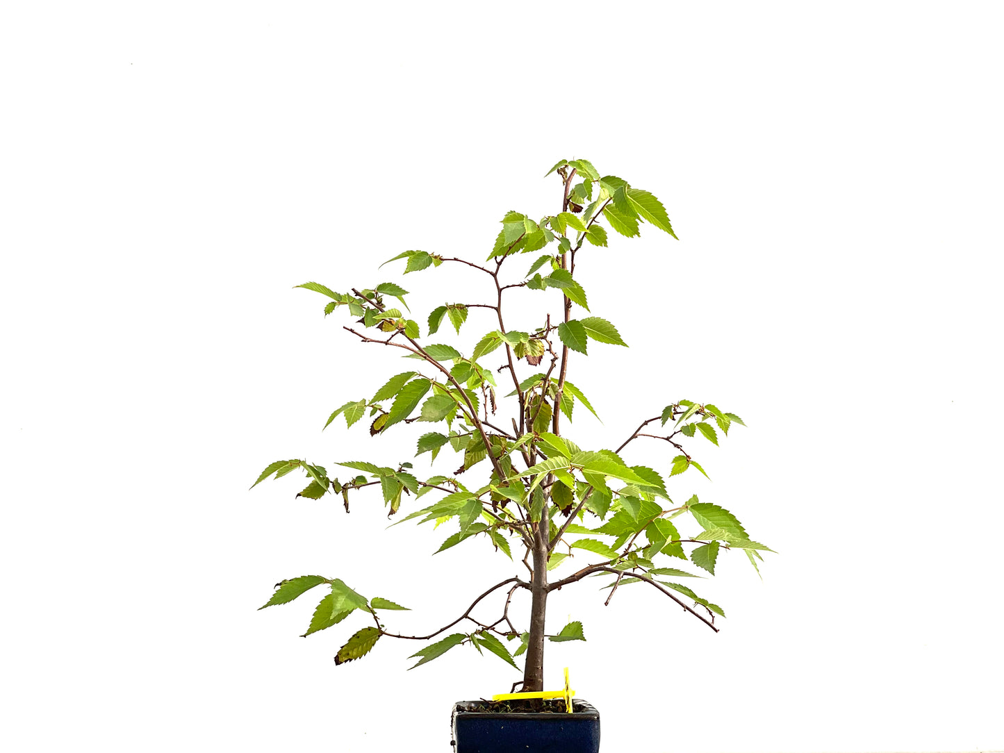 Zelkova Serrata 2694