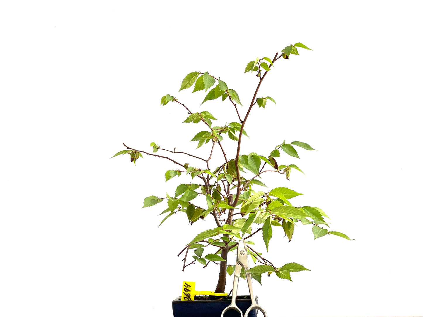 Zelkova Serrata 2694