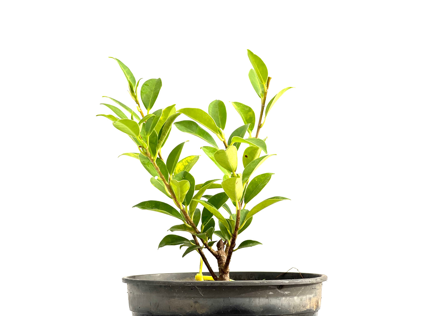 Ficus Tiger Bark 2716