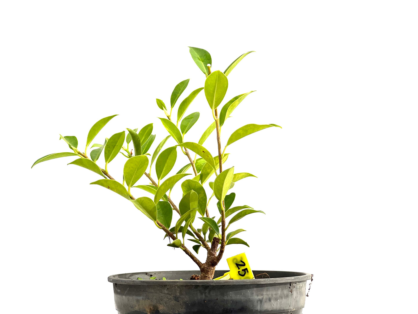 Ficus Tiger Bark 2716