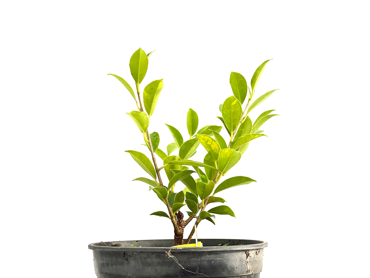 Ficus Tiger Bark 2716