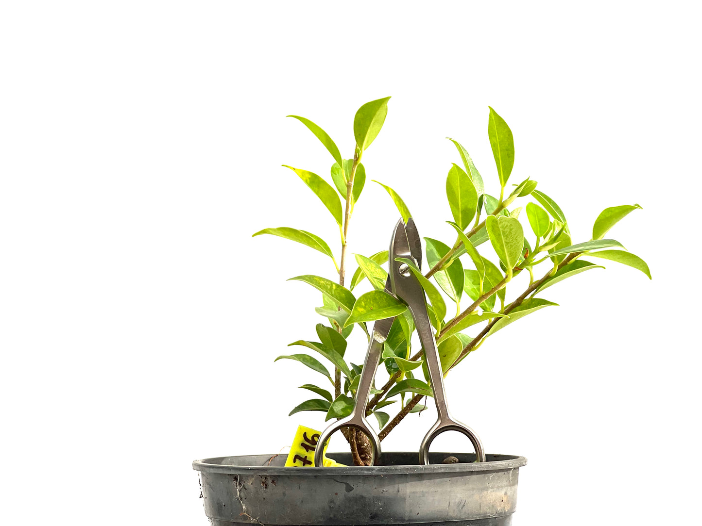 Ficus Tiger Bark 2716