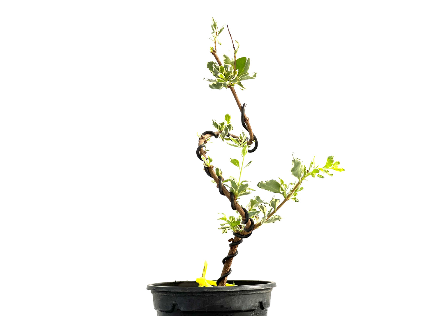 Ligustrum Japonicum Variegado 2693