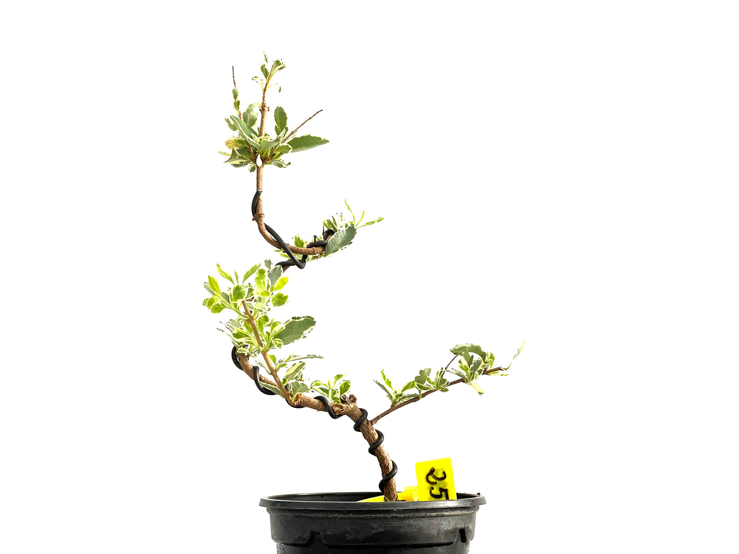Ligustrum Japonicum Variegado 2693